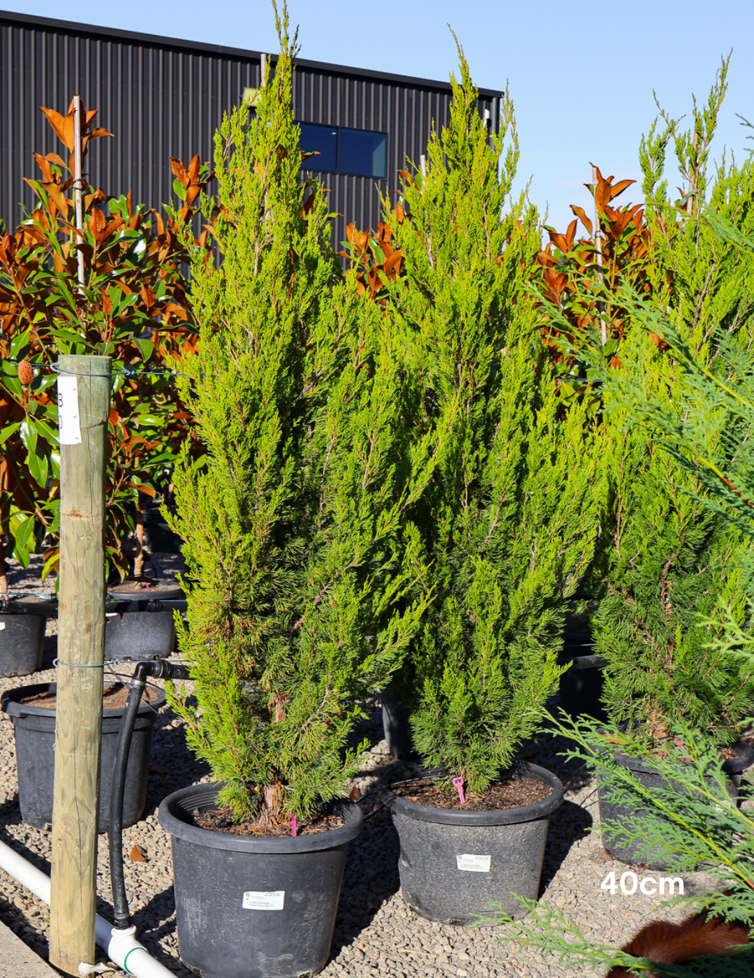 Juniperus chinensis 'Spartan' - Evergreen Trees Direct