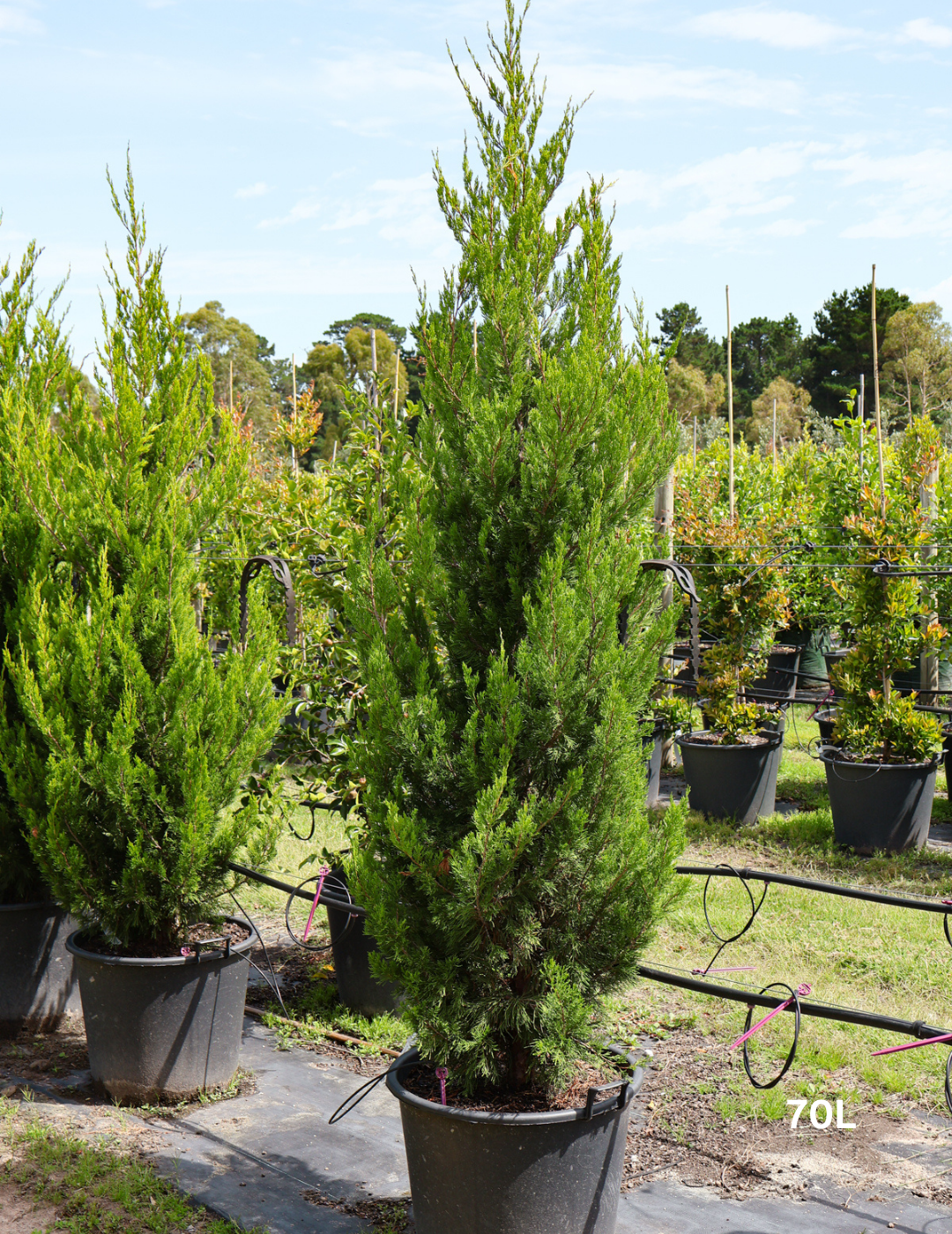 Juniperus chinensis 'Spartan' - Evergreen Trees Direct