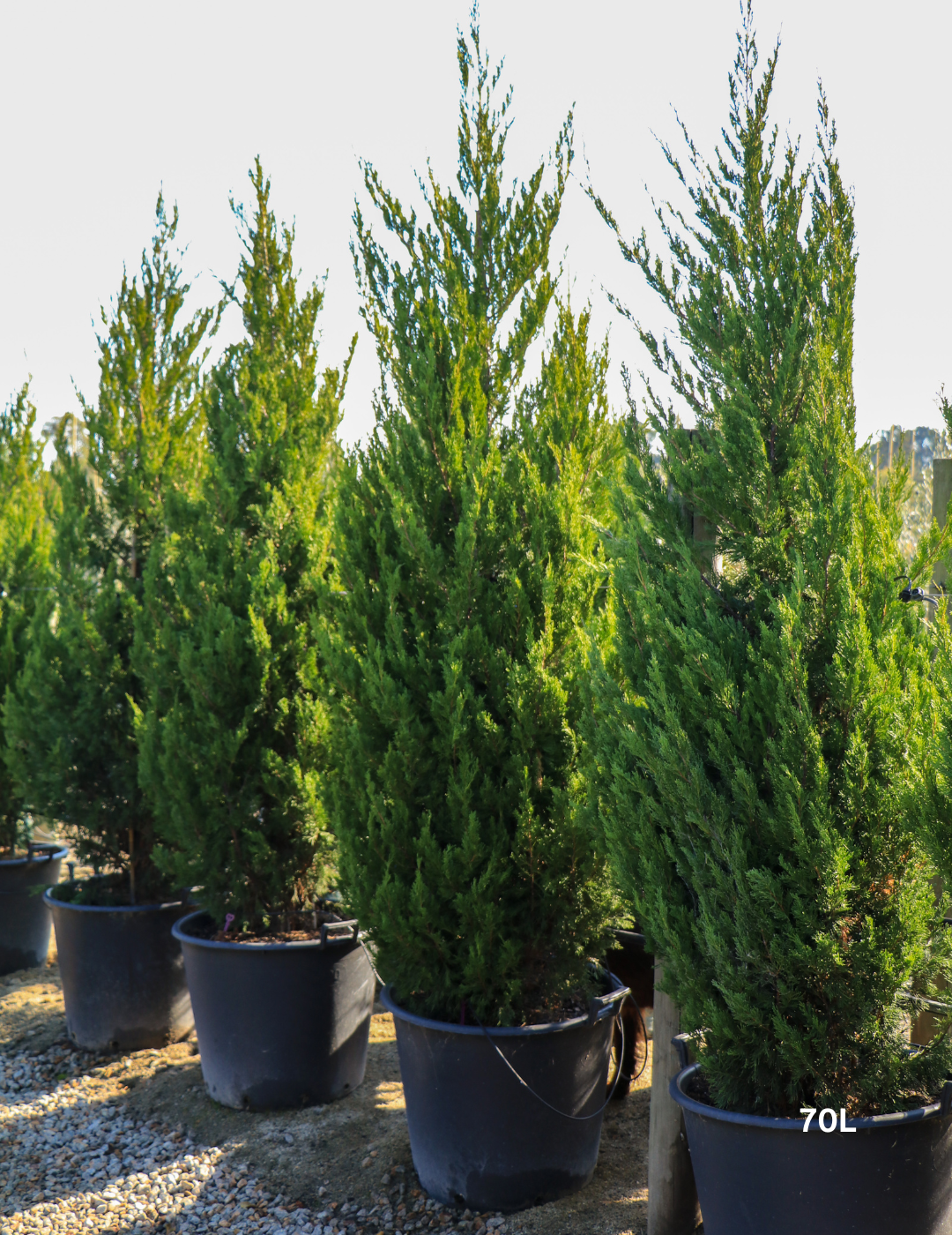 Juniperus chinensis 'Spartan' - Evergreen Trees Direct