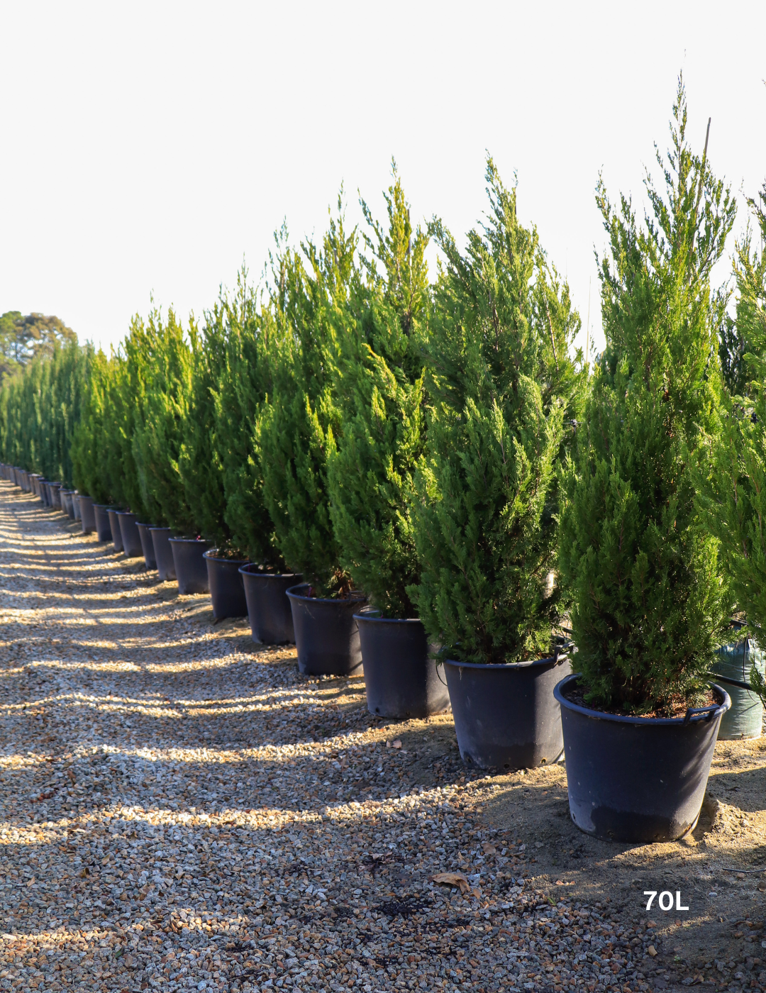 Juniperus chinensis 'Spartan' - Evergreen Trees Direct
