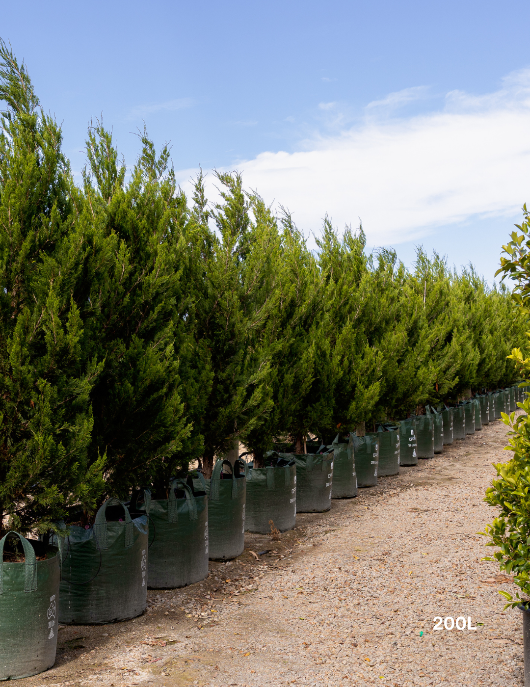 Juniperus chinensis 'Spartan'