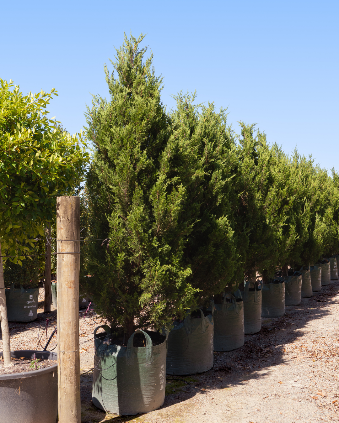 Juniperus chinensis 'Spartan'