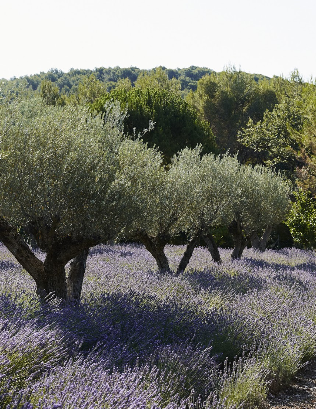 Olea europaea - Olive Tree (Ex Ground) - Evergreen Trees Direct