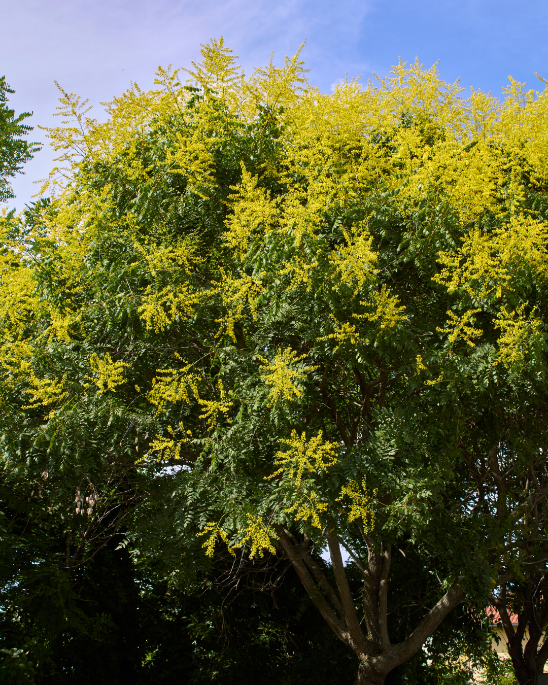 Koelreuteria paniculata