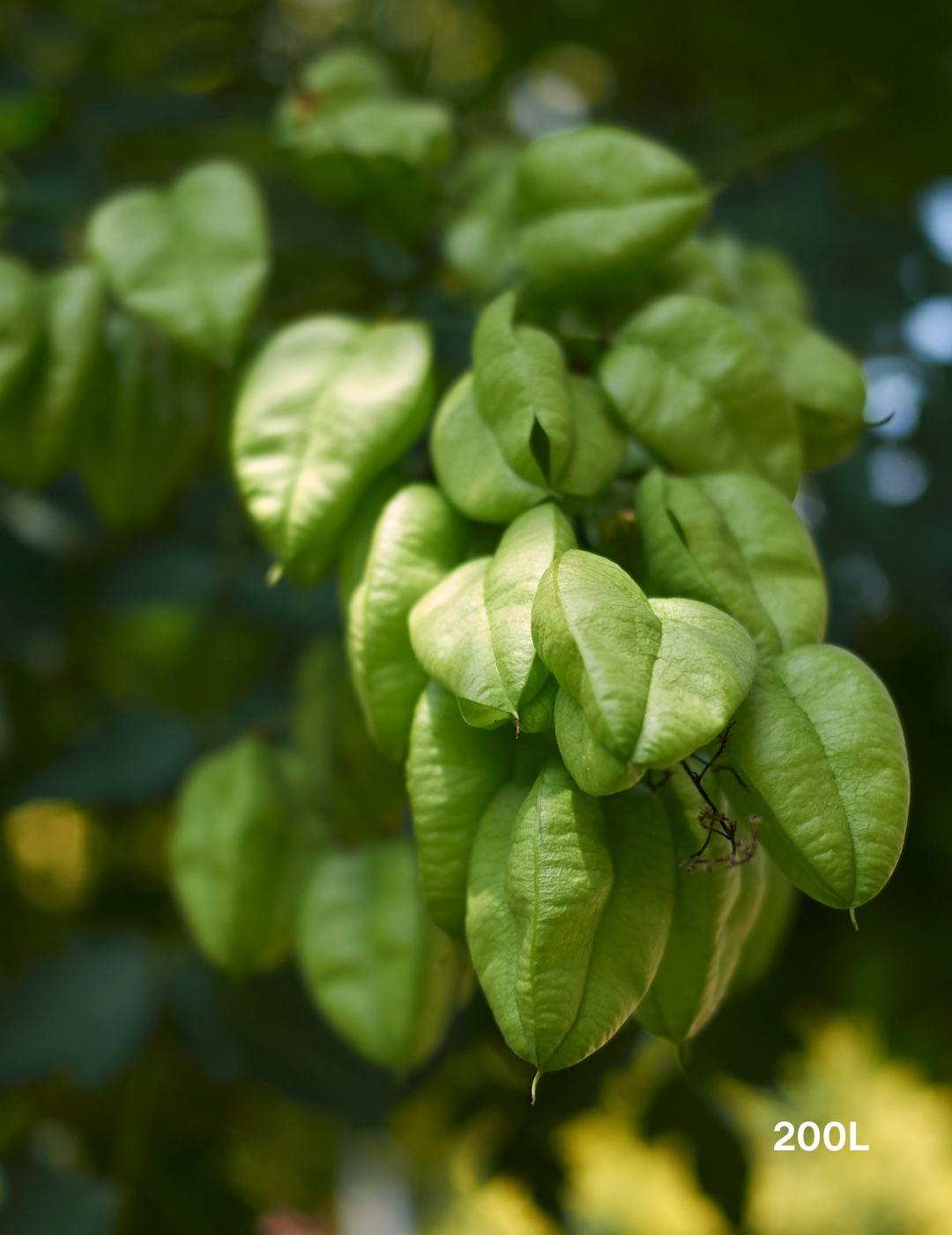 Koelreuteria paniculata - Evergreen Trees Direct