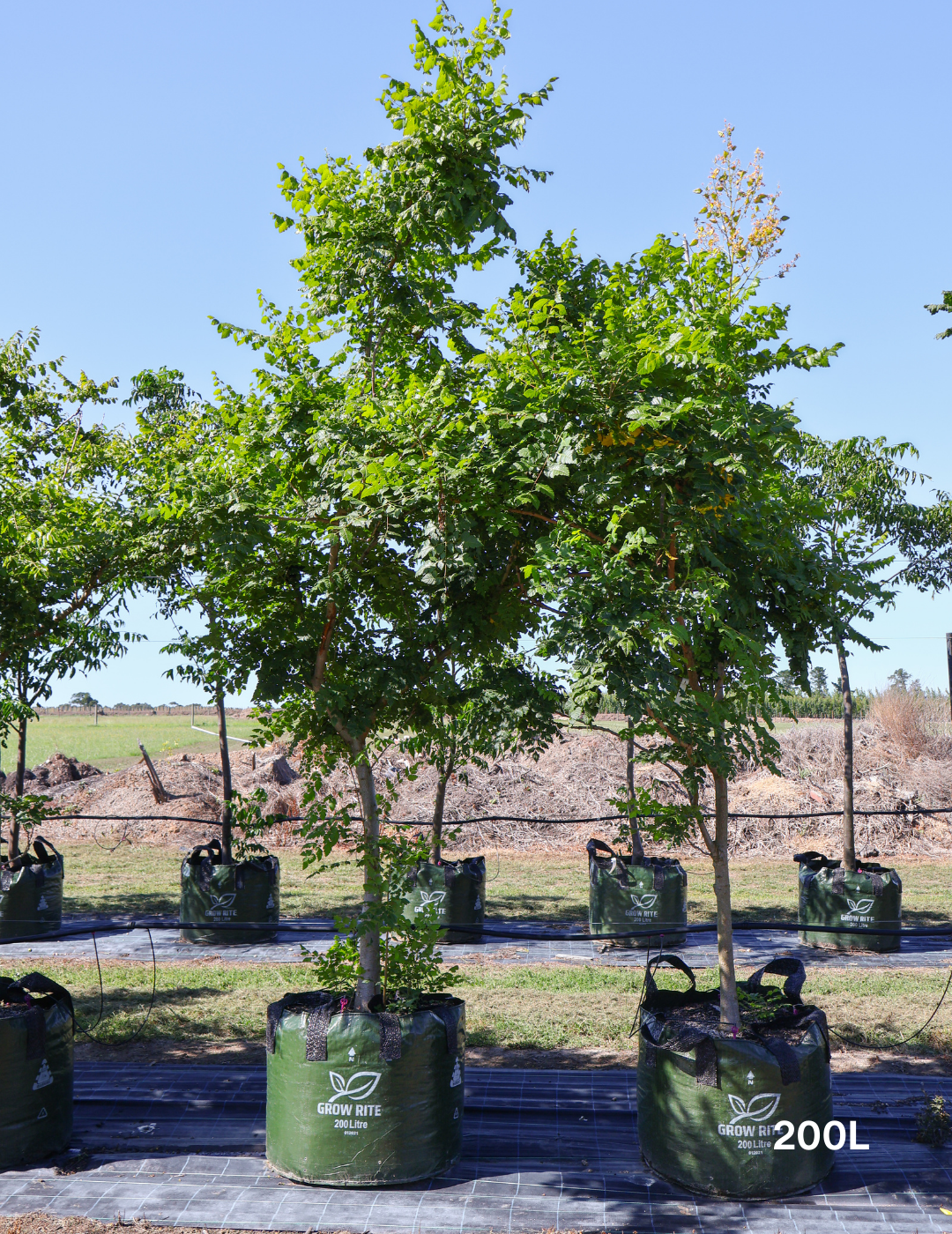 Koelreuteria paniculata - Evergreen Trees Direct