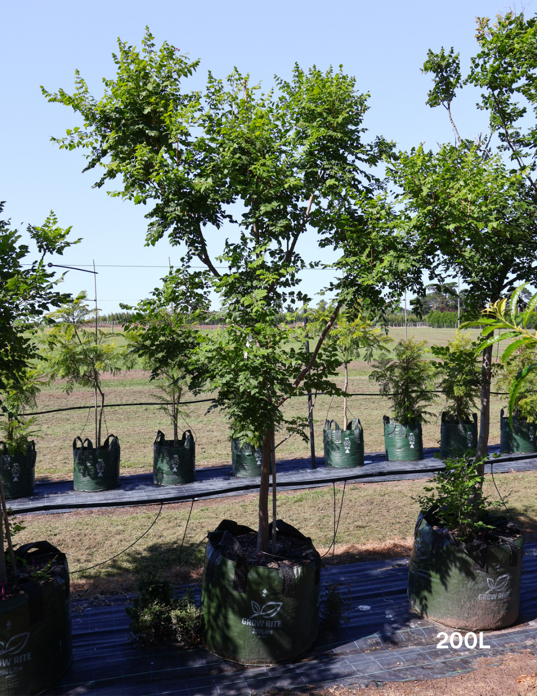 Koelreuteria paniculata - Evergreen Trees Direct