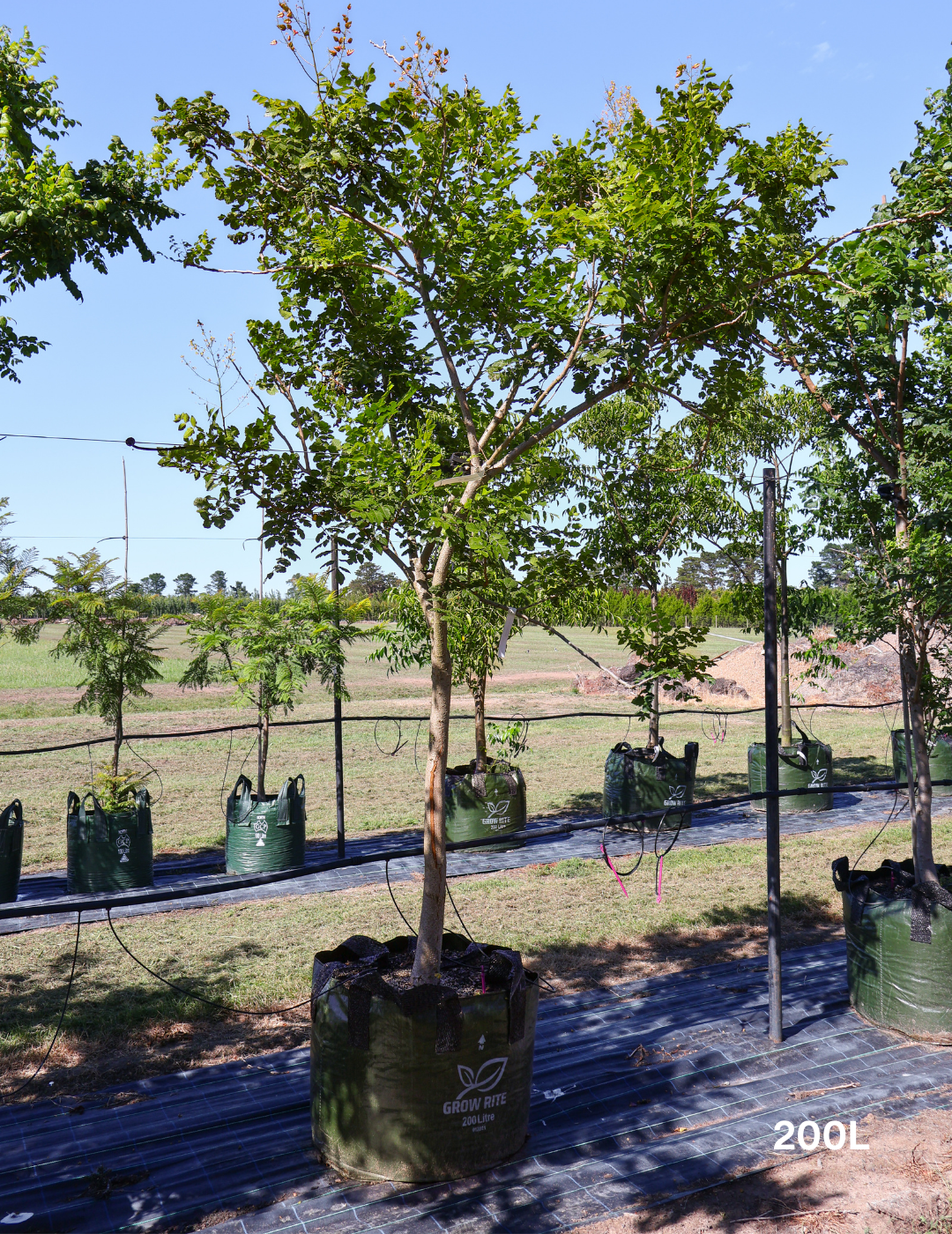 Koelreuteria paniculata - Evergreen Trees Direct