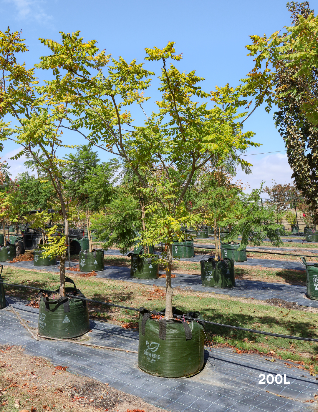 Koelreuteria paniculata - Evergreen Trees Direct