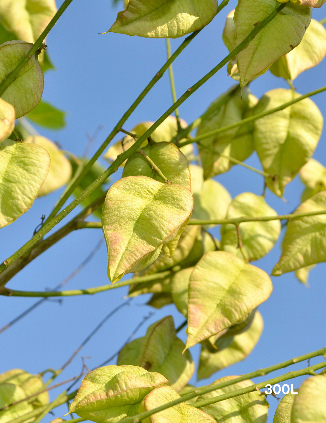 Koelreuteria paniculata - Evergreen Trees Direct