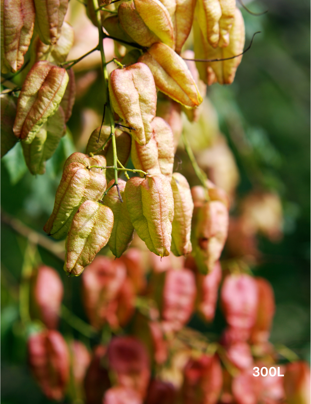 Koelreuteria paniculata - Evergreen Trees Direct
