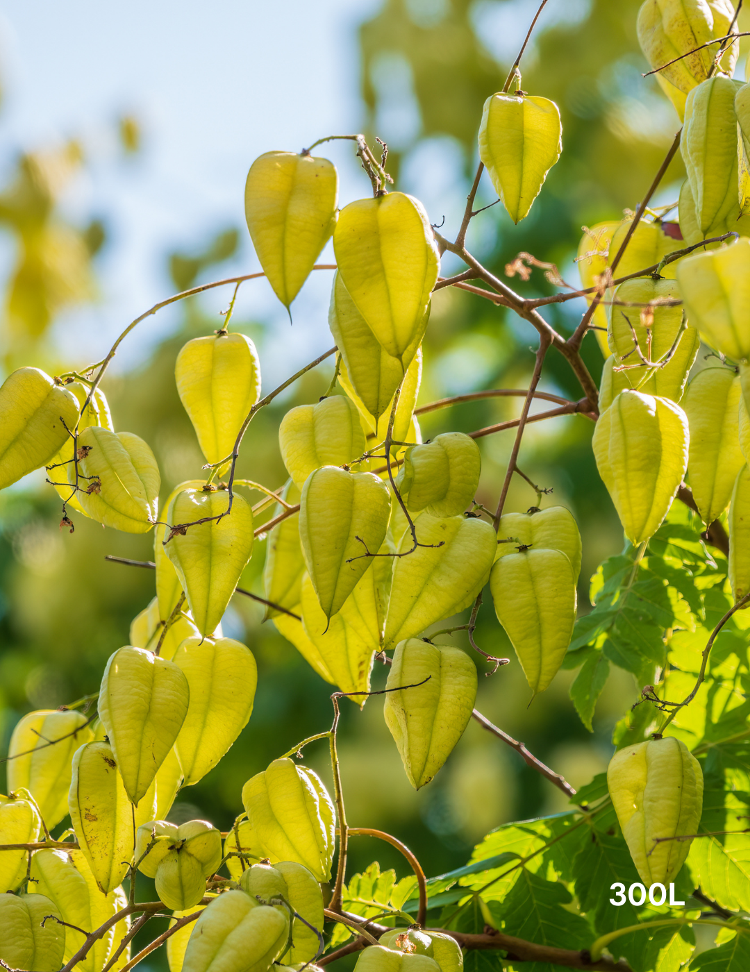 Koelreuteria paniculata - Evergreen Trees Direct