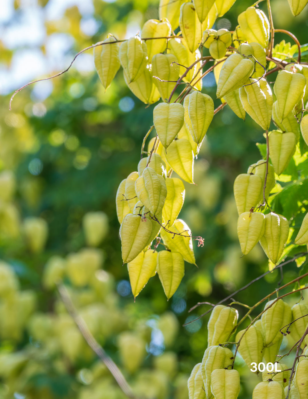 Koelreuteria paniculata - Evergreen Trees Direct