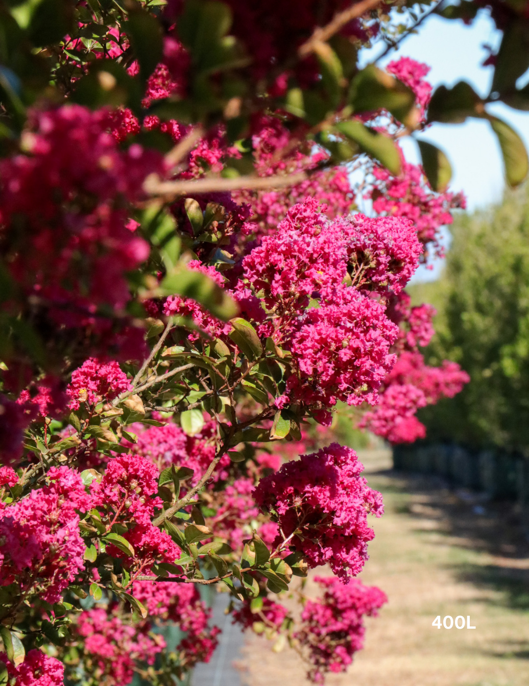 Lagerstroemia indica 'Tuscarora' - Dark Pink Crepe Myrtle