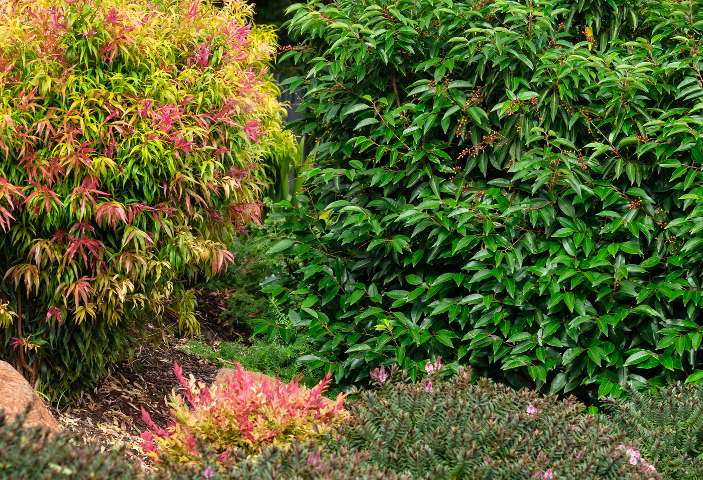 Prunus lusitanica