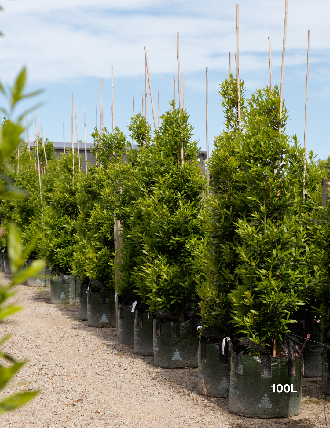 Laurus nobilis 'Miles Choice' - Bay Tree - Evergreen Trees Direct