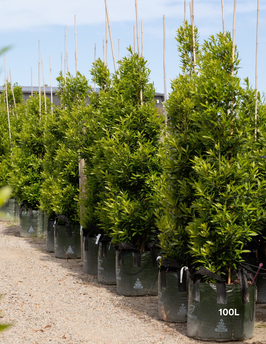 Laurus nobilis 'Miles Choice' - Bay Tree - Evergreen Trees Direct