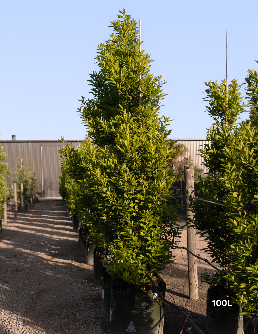 Laurus nobilis 'Miles Choice' - Bay Tree