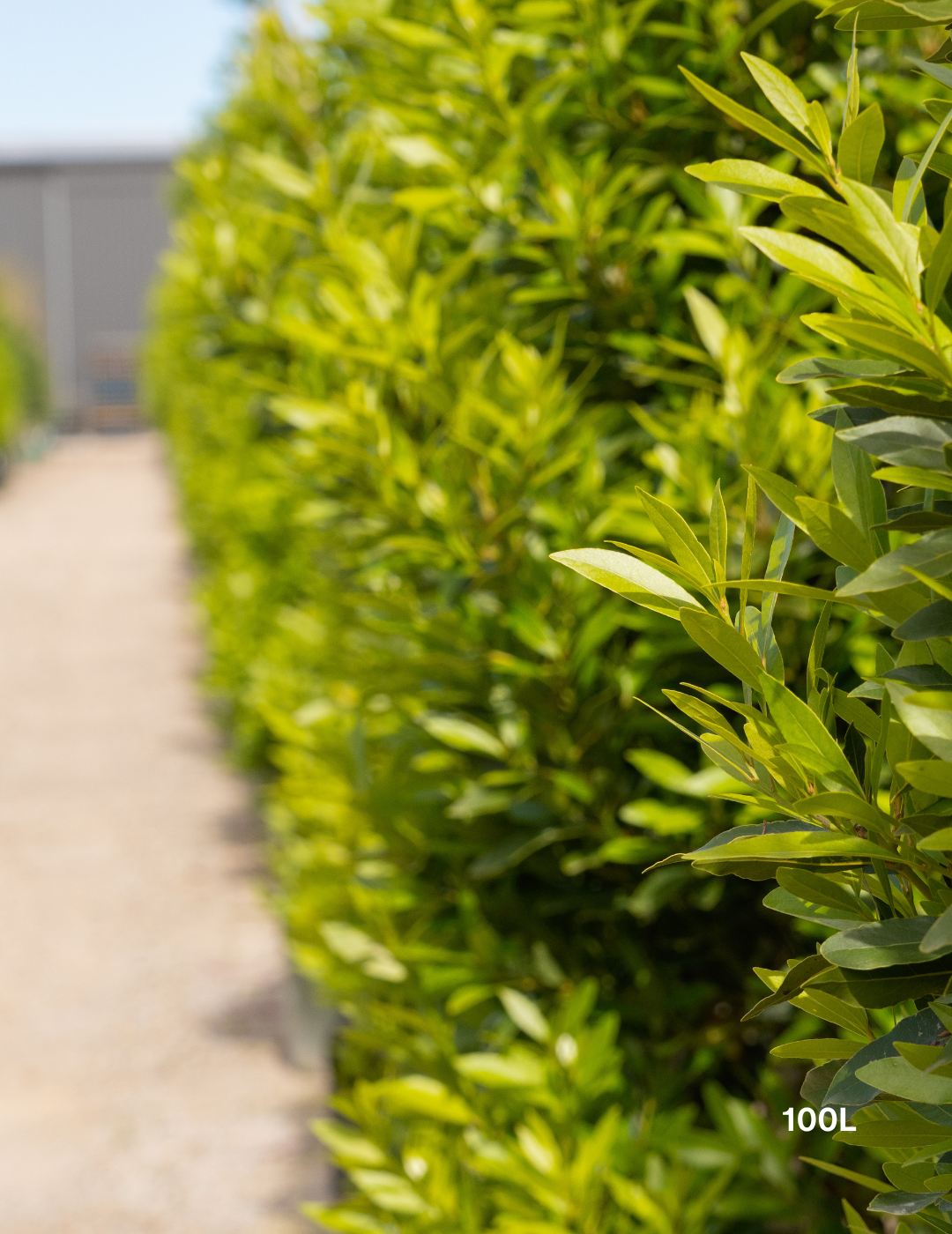 Laurus nobilis 'Miles Choice' - Bay Tree - Evergreen Trees Direct