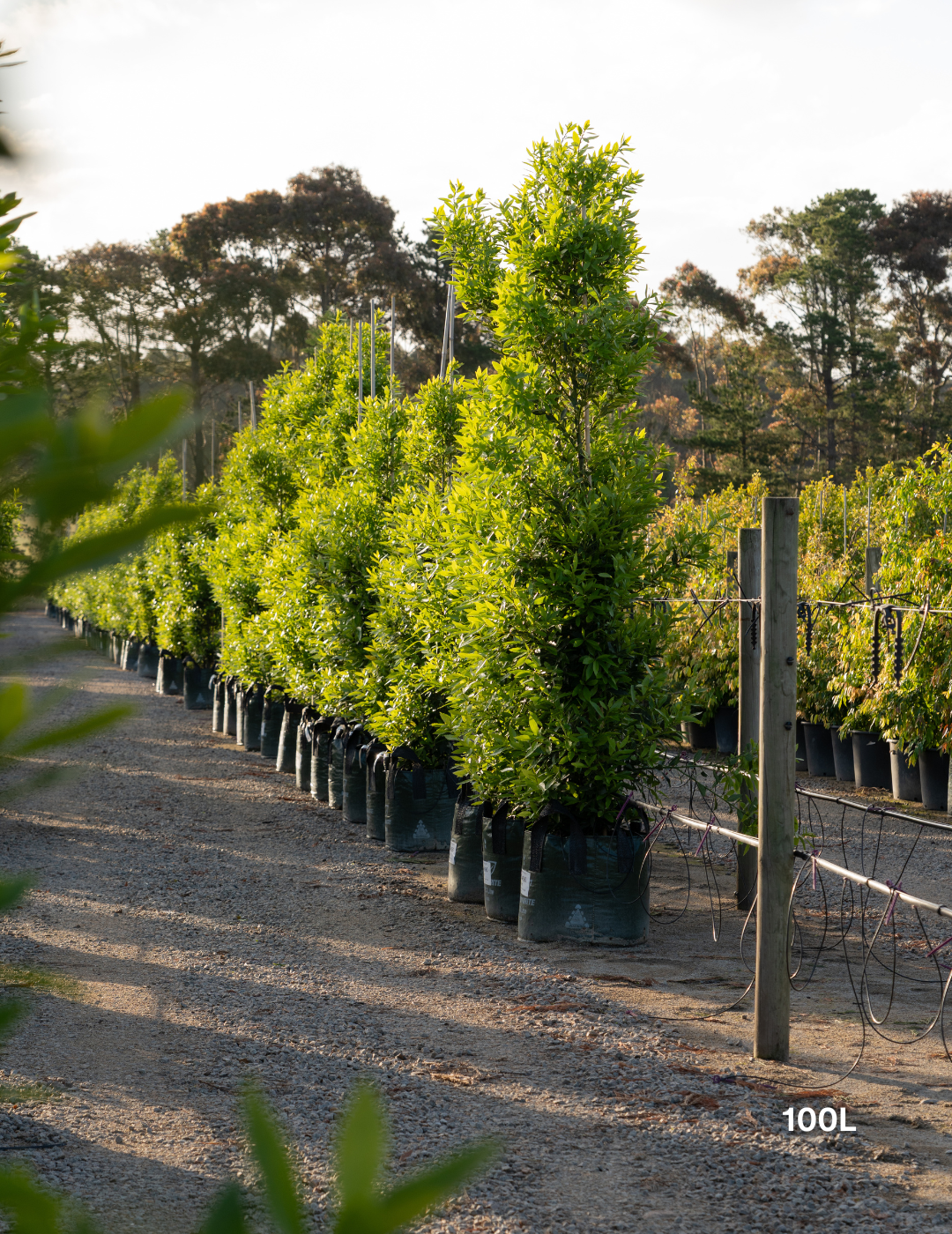 Laurus nobilis 'Miles Choice' - Bay Tree