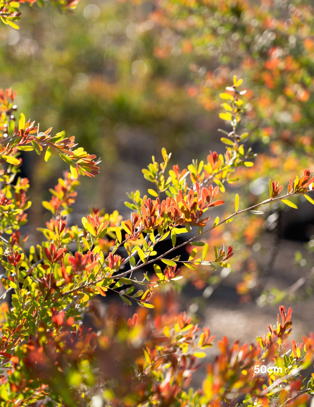 Leptospermum laevigatum - Coastal Tea Tree