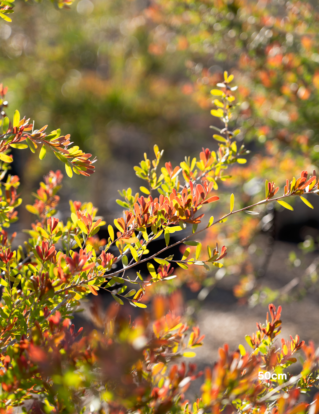 Leptospermum laevigatum - Coastal Tea Tree