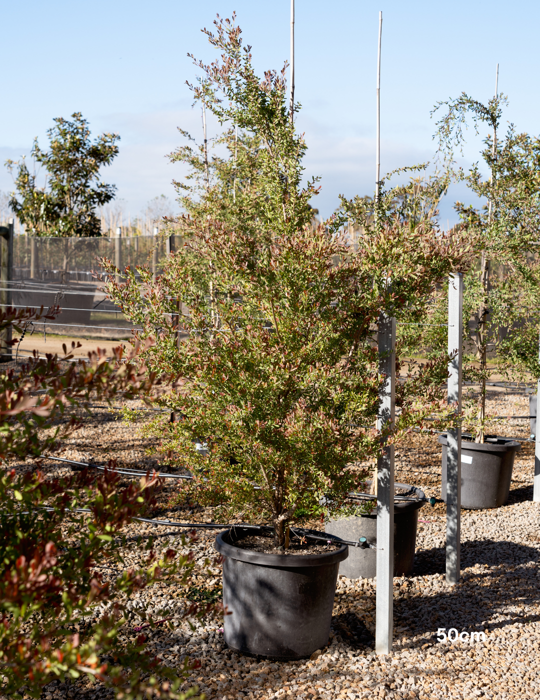 Leptospermum laevigatum - Coastal Tea Tree