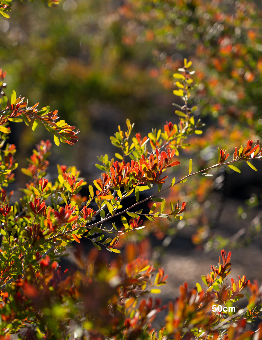 Leptospermum laevigatum - Coastal Tea Tree