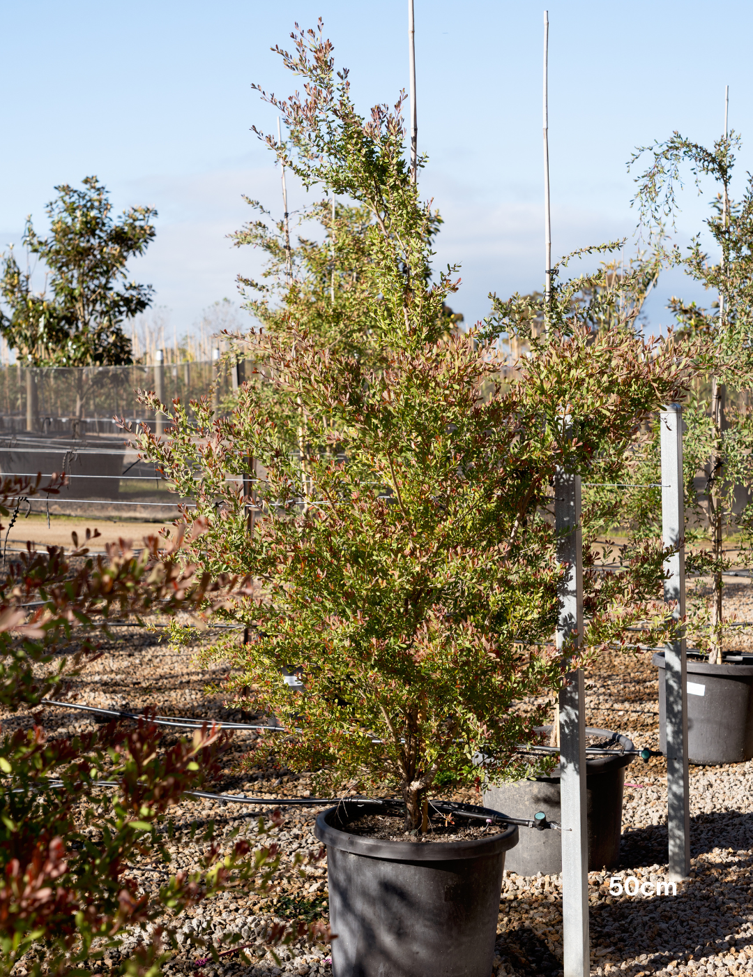 Leptospermum laevigatum - Coastal Tea Tree