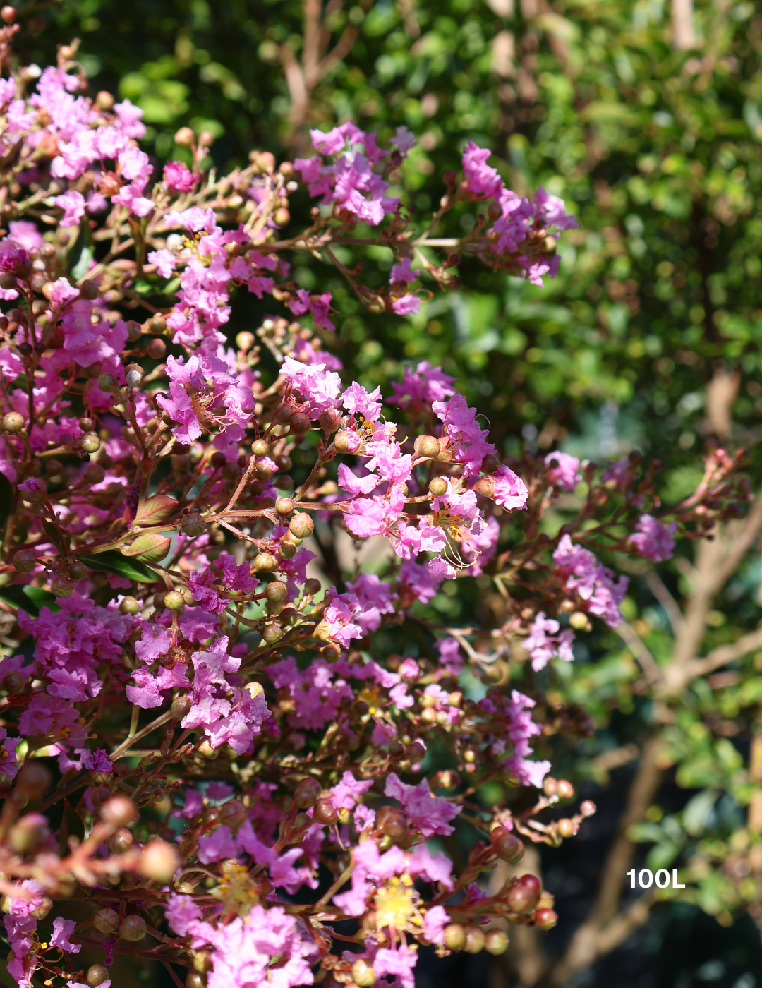 Lagerstroemia indica 'Lipan' (Soft Pink) - Evergreen Trees Direct