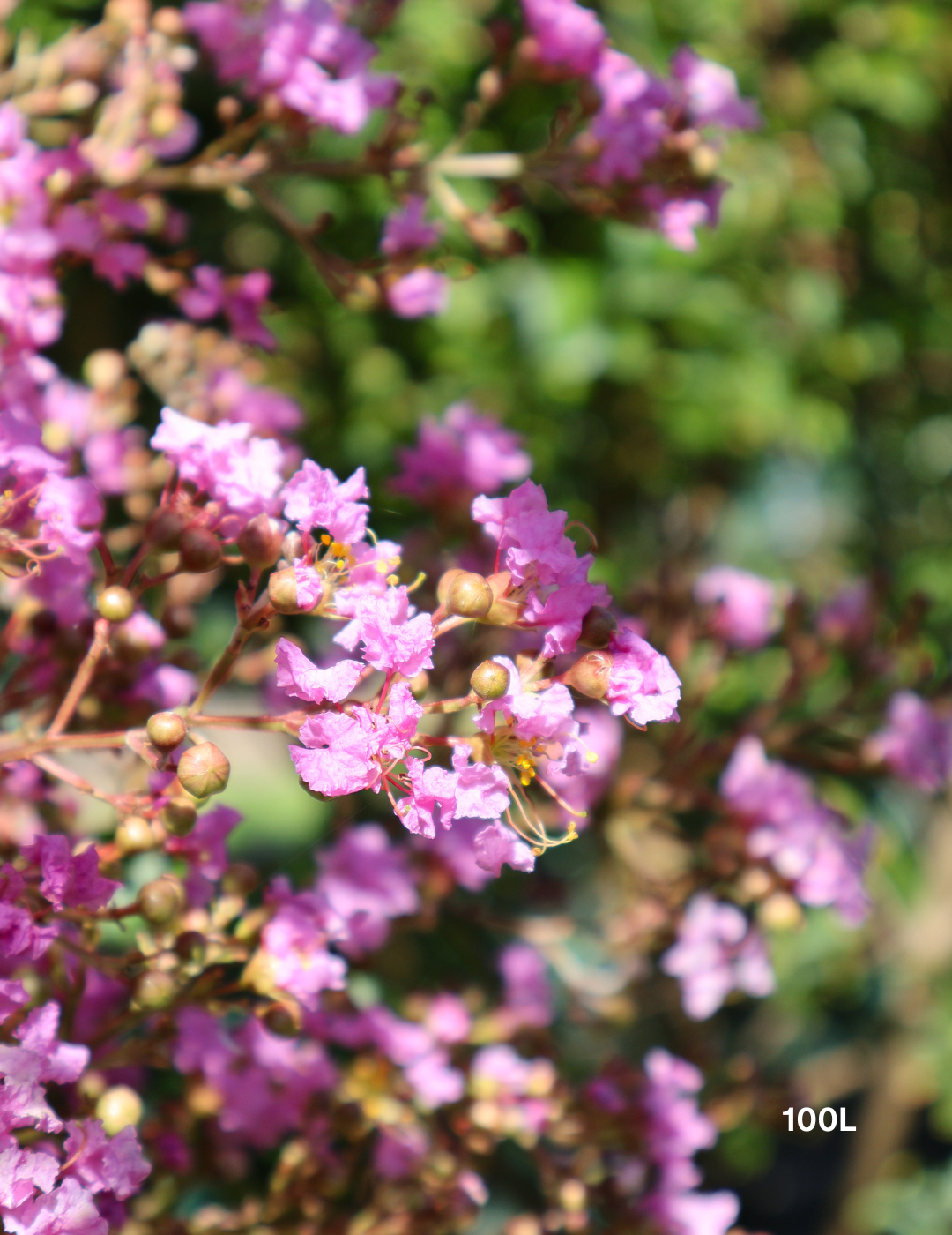 Lagerstroemia indica 'Lipan' (Soft Pink) - Evergreen Trees Direct