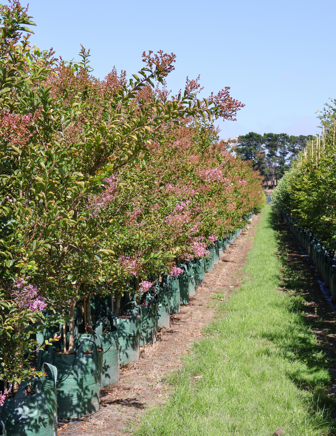 Lagerstroemia indica 'Lipan' (Soft Pink) - Evergreen Trees Direct