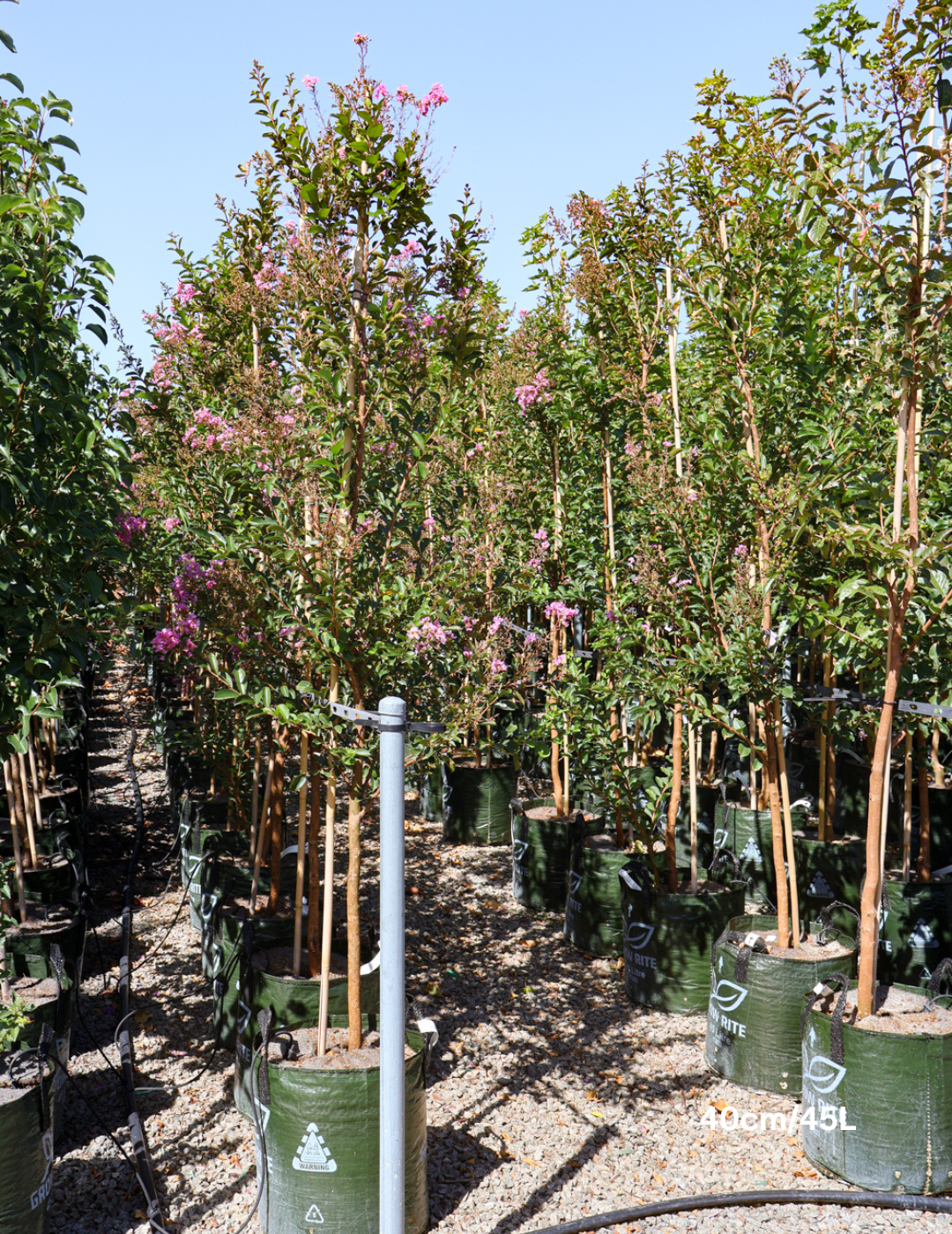 Lagerstroemia indica 'Lipan' (Soft Pink) - Evergreen Trees Direct