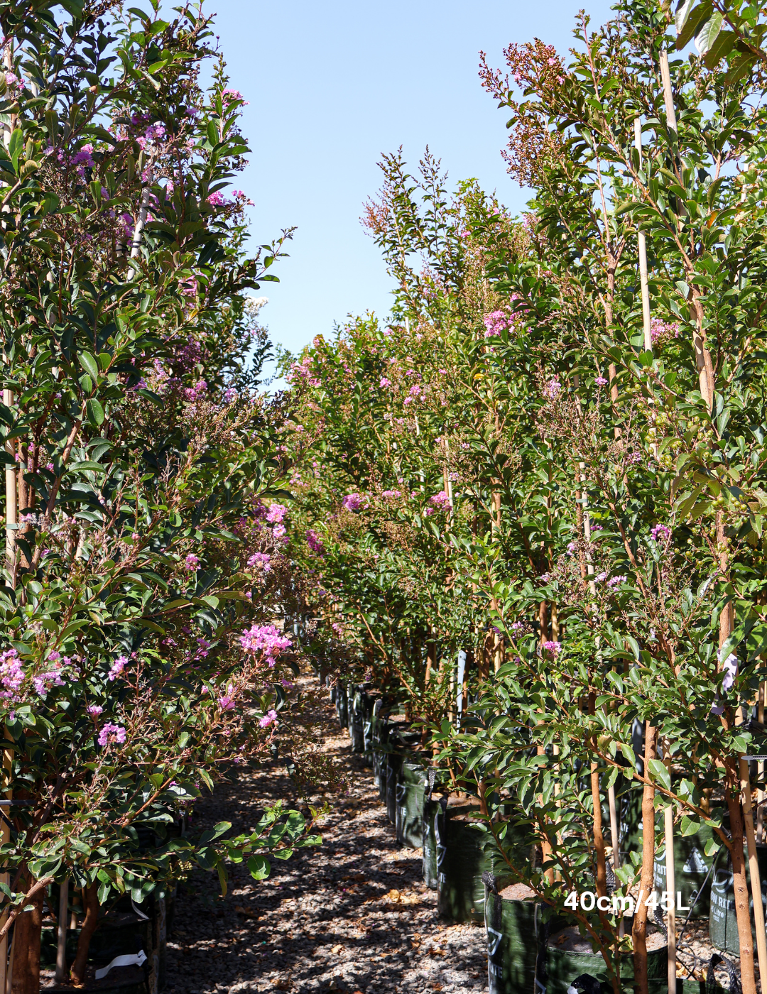 Lagerstroemia indica 'Lipan' (Soft Pink) - Evergreen Trees Direct