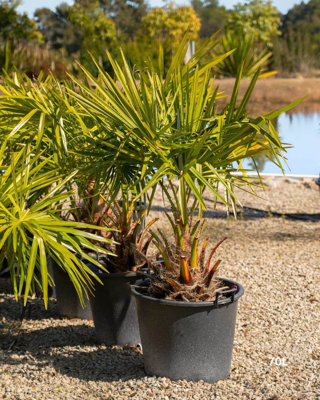 Livistona australis – Cabbage Tree Palm / Fan Palm