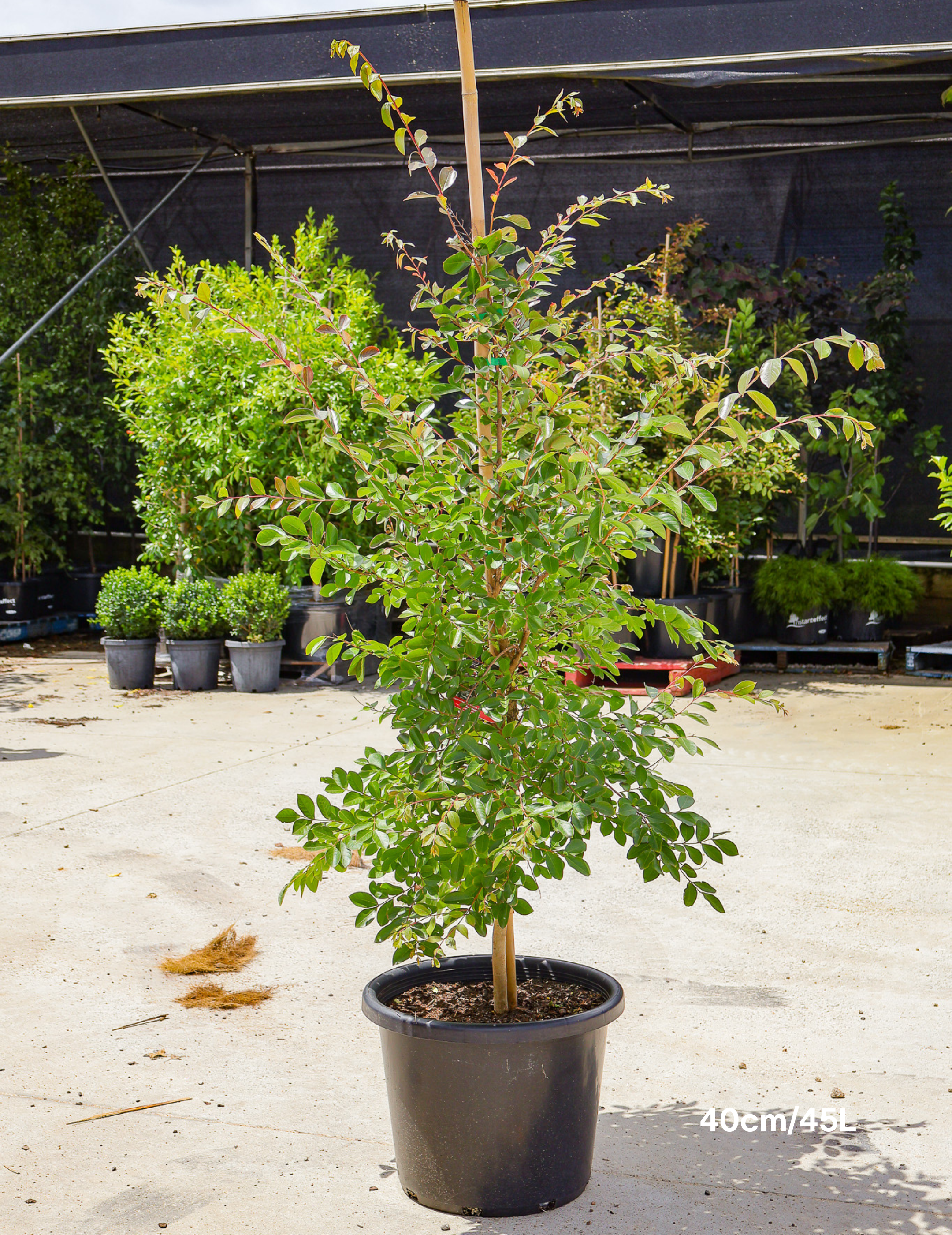 Lagerstroemia indica 'Acoma' - Dwarf White Crepe Myrtle - Evergreen Trees Direct
