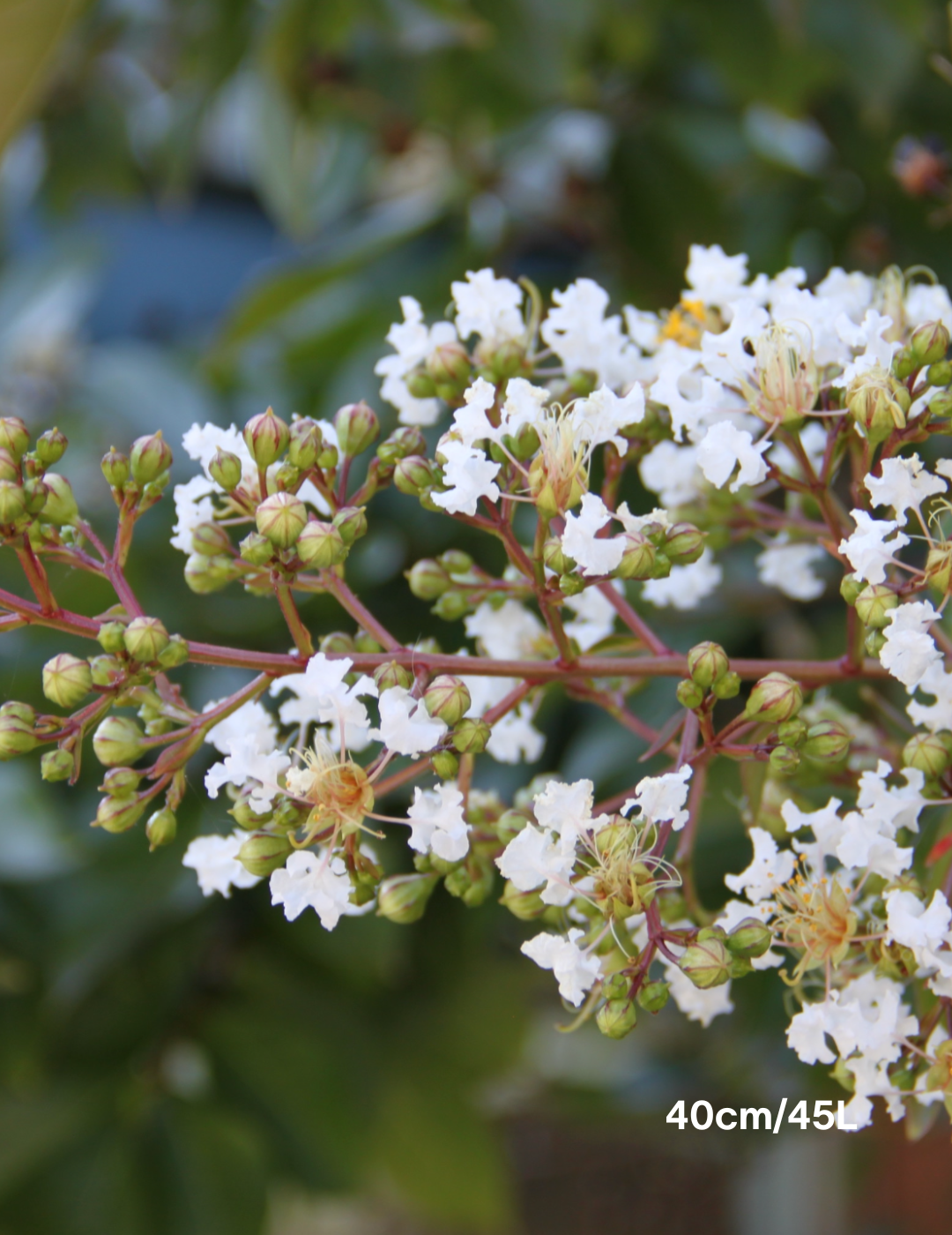 Lagerstroemia indica 'Acoma' (White) - Evergreen Trees Direct