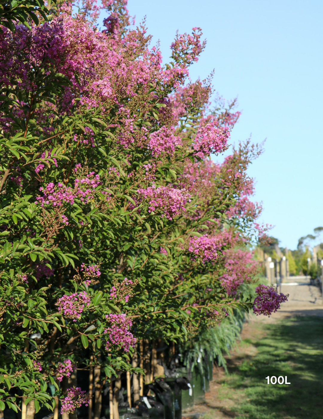 Lagerstroemia indica 'Lipan' (Soft Pink) - Evergreen Trees Direct