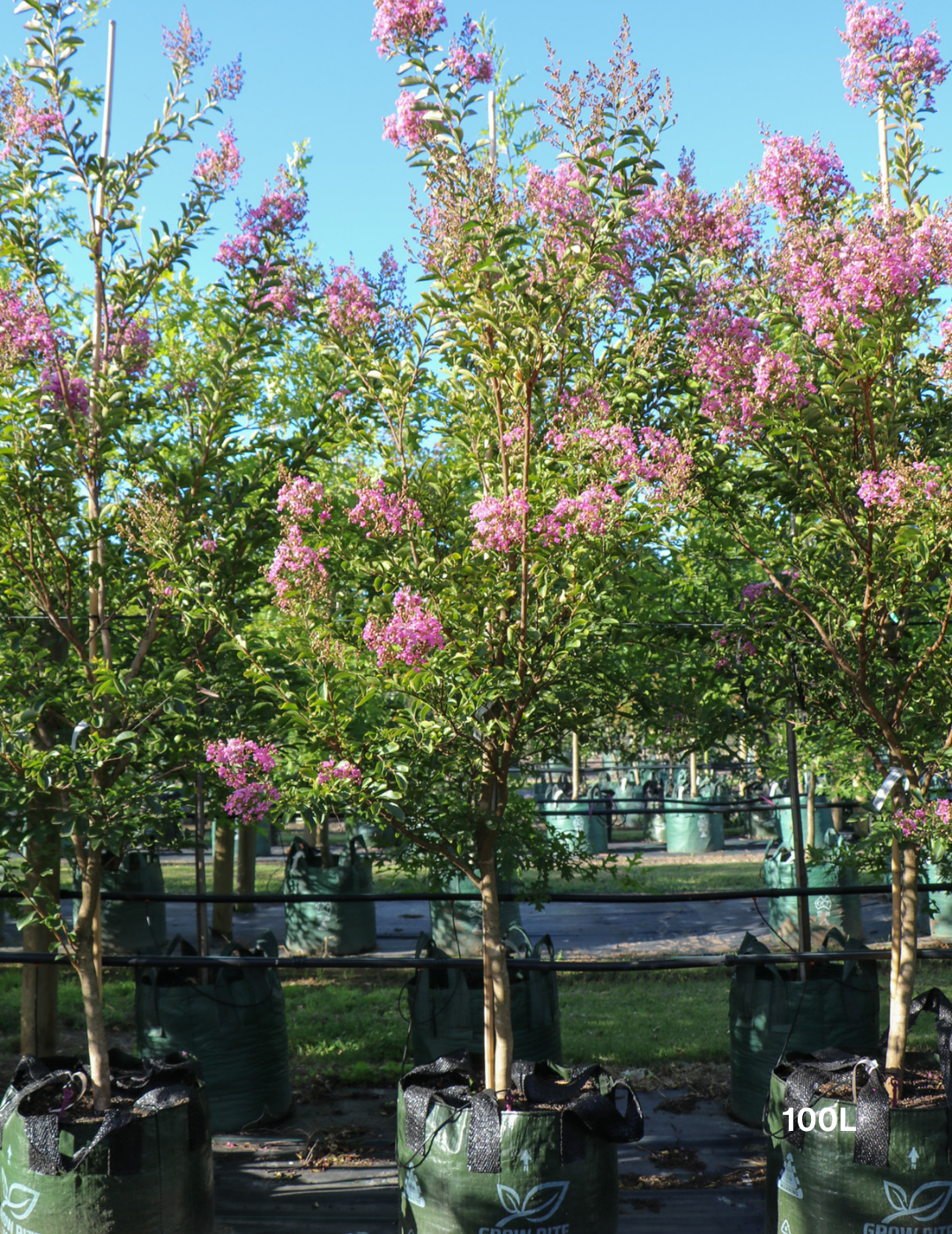 Lagerstroemia indica 'Lipan' (Soft Pink) - Evergreen Trees Direct