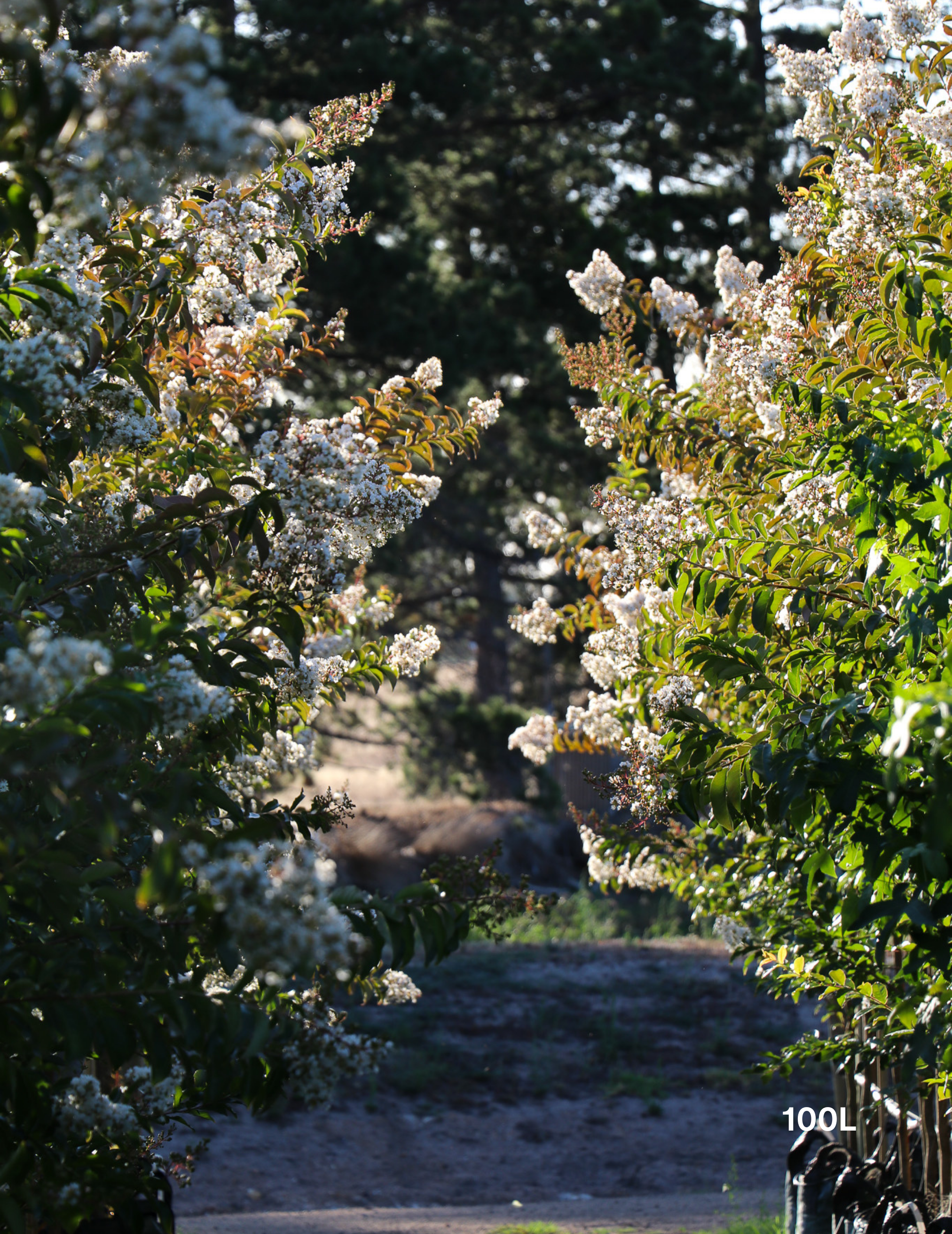 Lagerstroemia indica 'Natchez' (White) - Crepe Myrtle - Evergreen Trees Direct