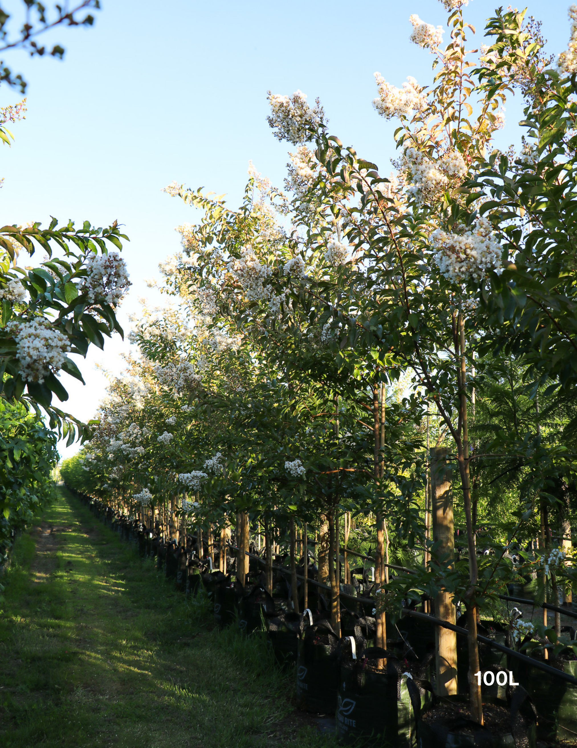 Lagerstroemia indica 'Natchez' (White) - Crepe Myrtle - Evergreen Trees Direct