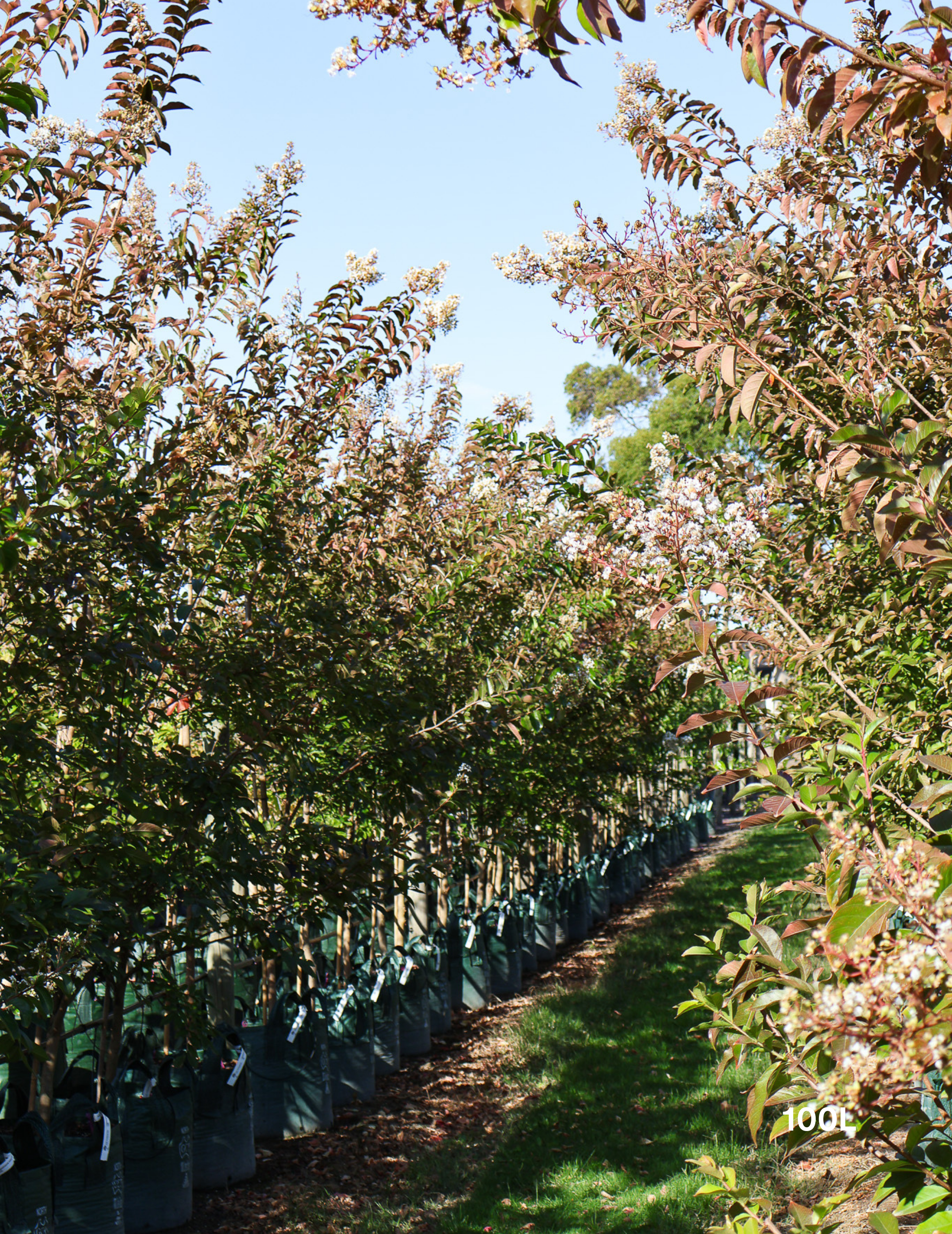 Lagerstroemia indica 'Natchez' (White) - Crepe Myrtle - Evergreen Trees Direct