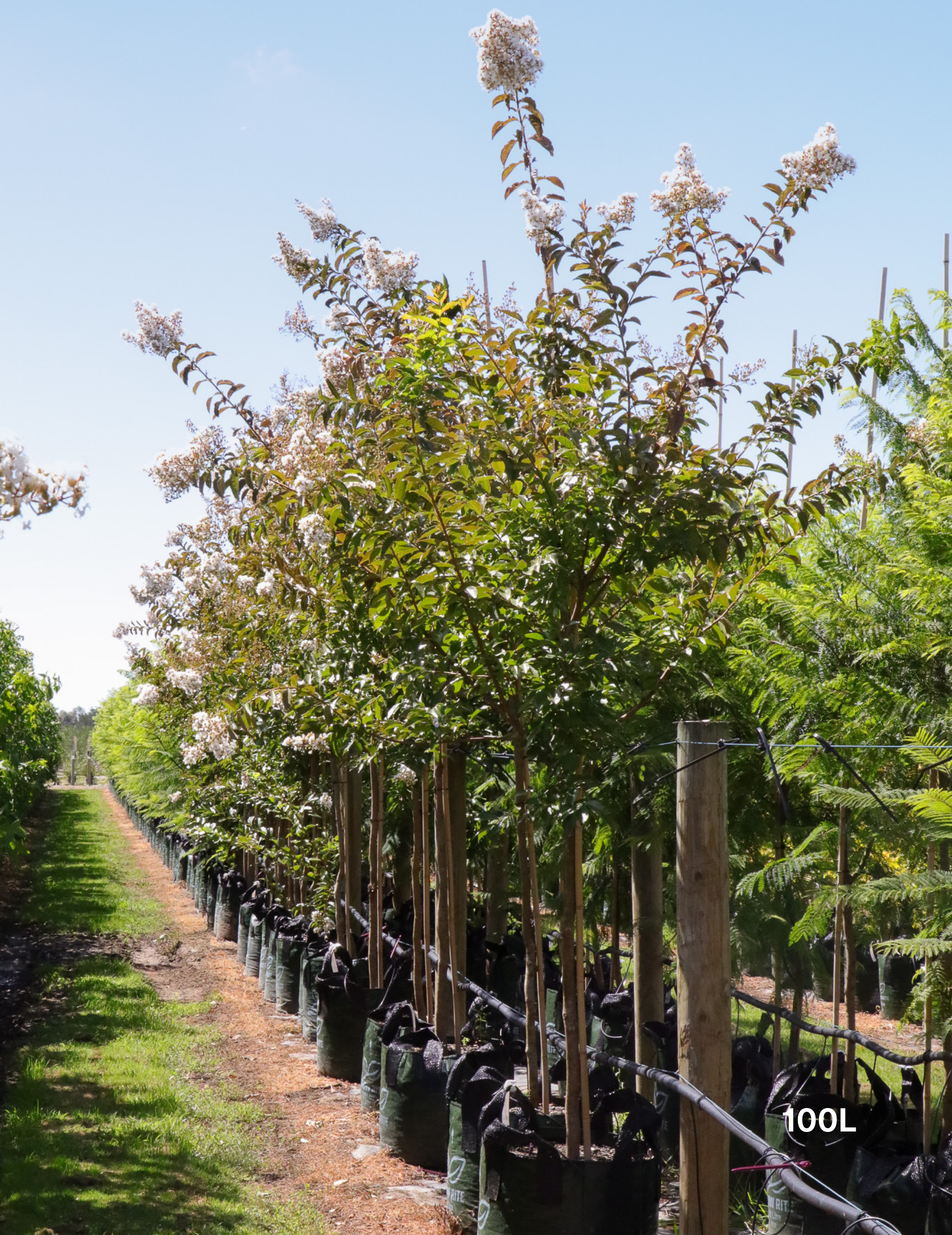 Lagerstroemia indica 'Natchez' (White) - Crepe Myrtle - Evergreen Trees Direct