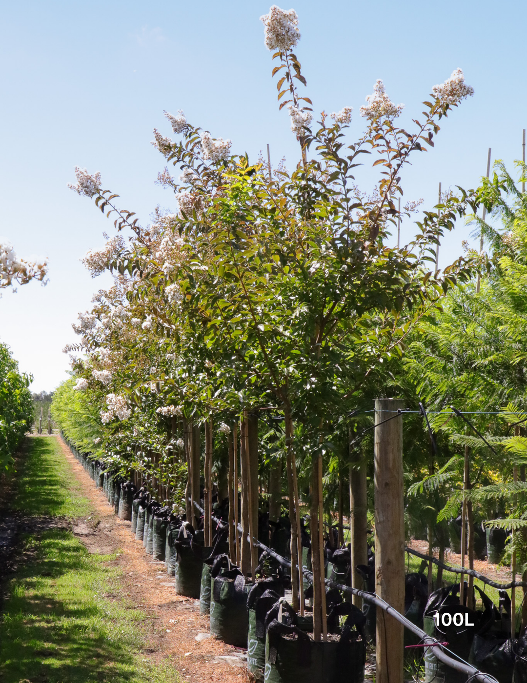 Lagerstroemia indica 'Natchez' (White) - Crepe Myrtle - Evergreen Trees Direct