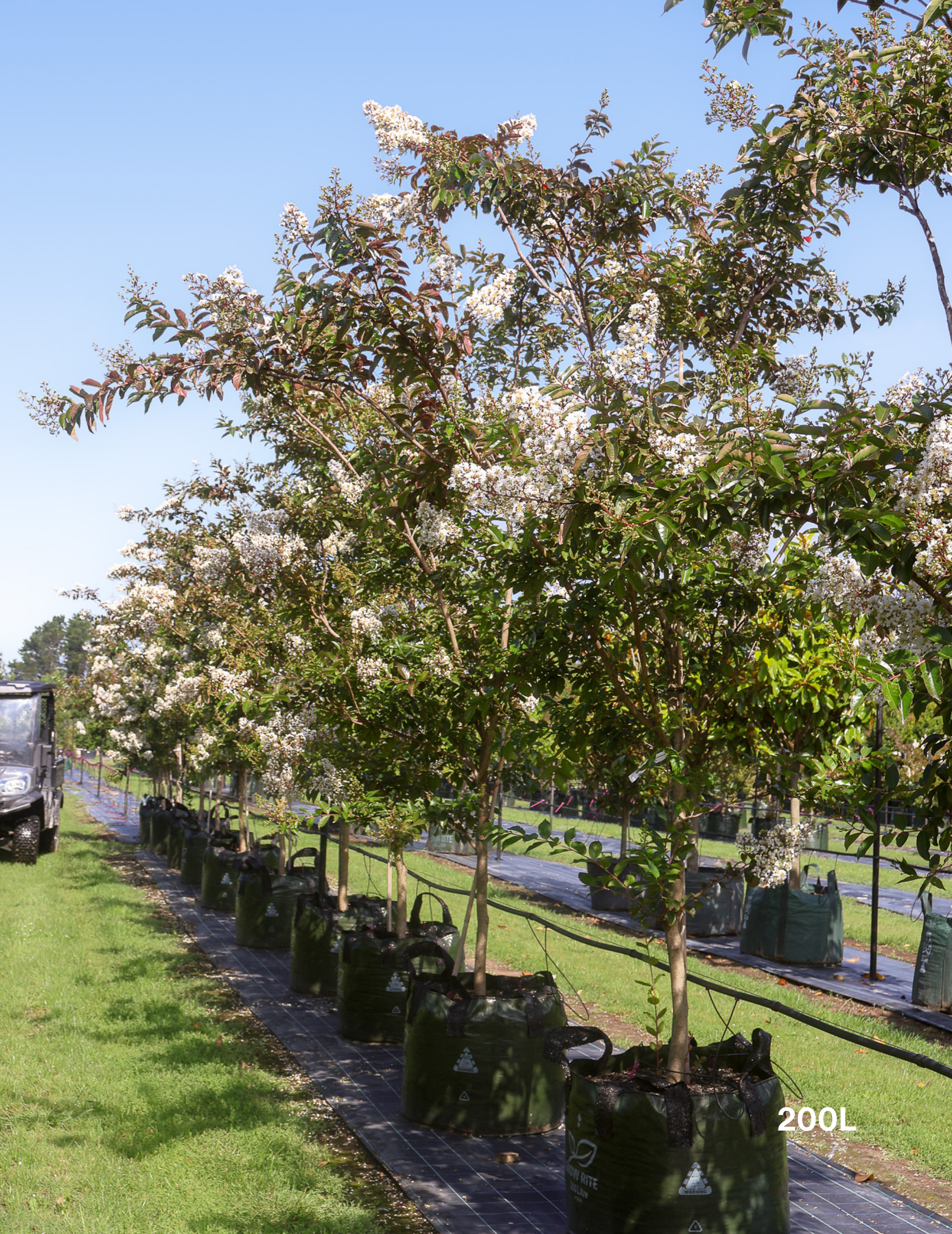 Lagerstroemia indica 'Natchez' (White) - Crepe Myrtle - Evergreen Trees Direct