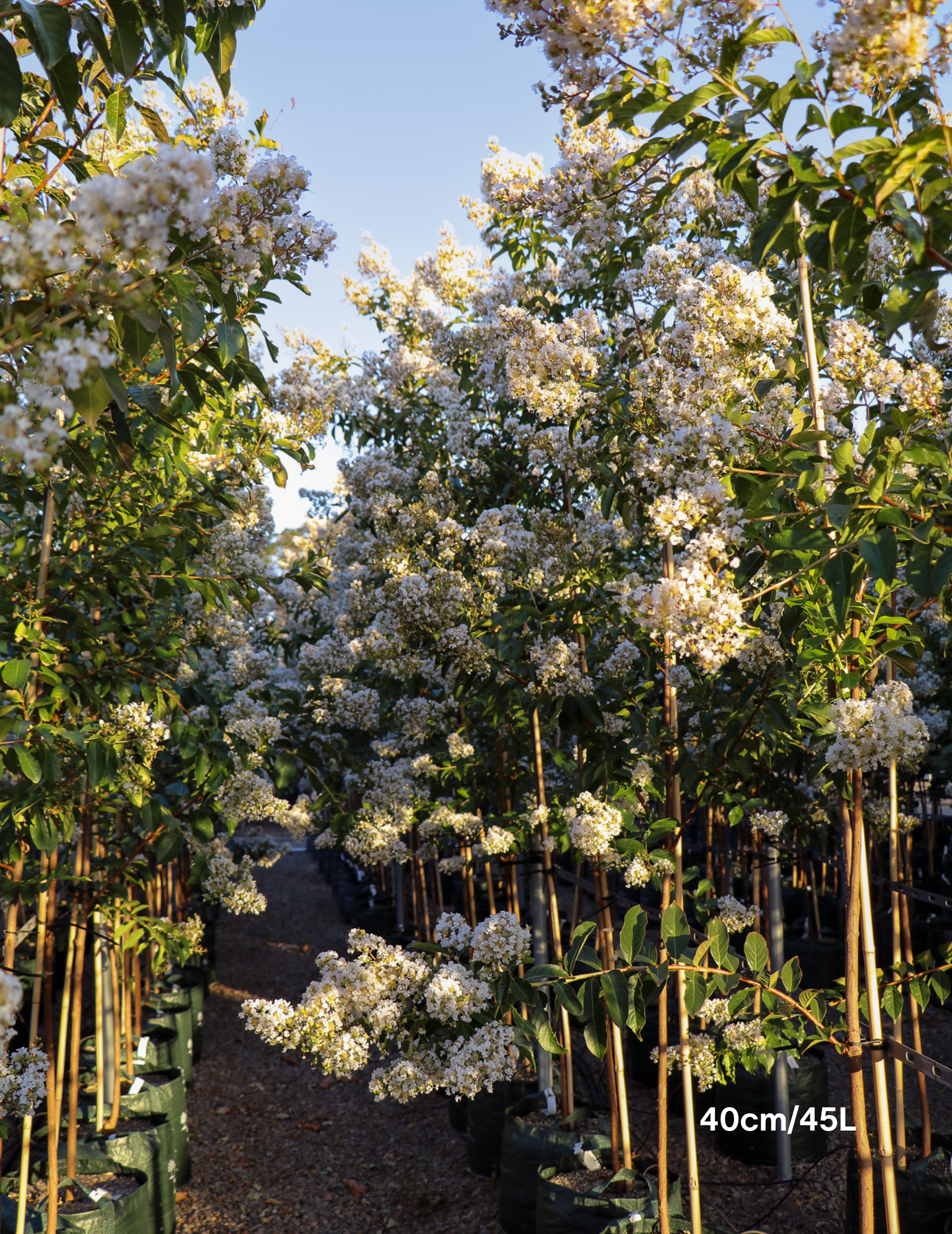 Lagerstroemia indica 'Natchez' (White) - Crepe Myrtle - Evergreen Trees Direct