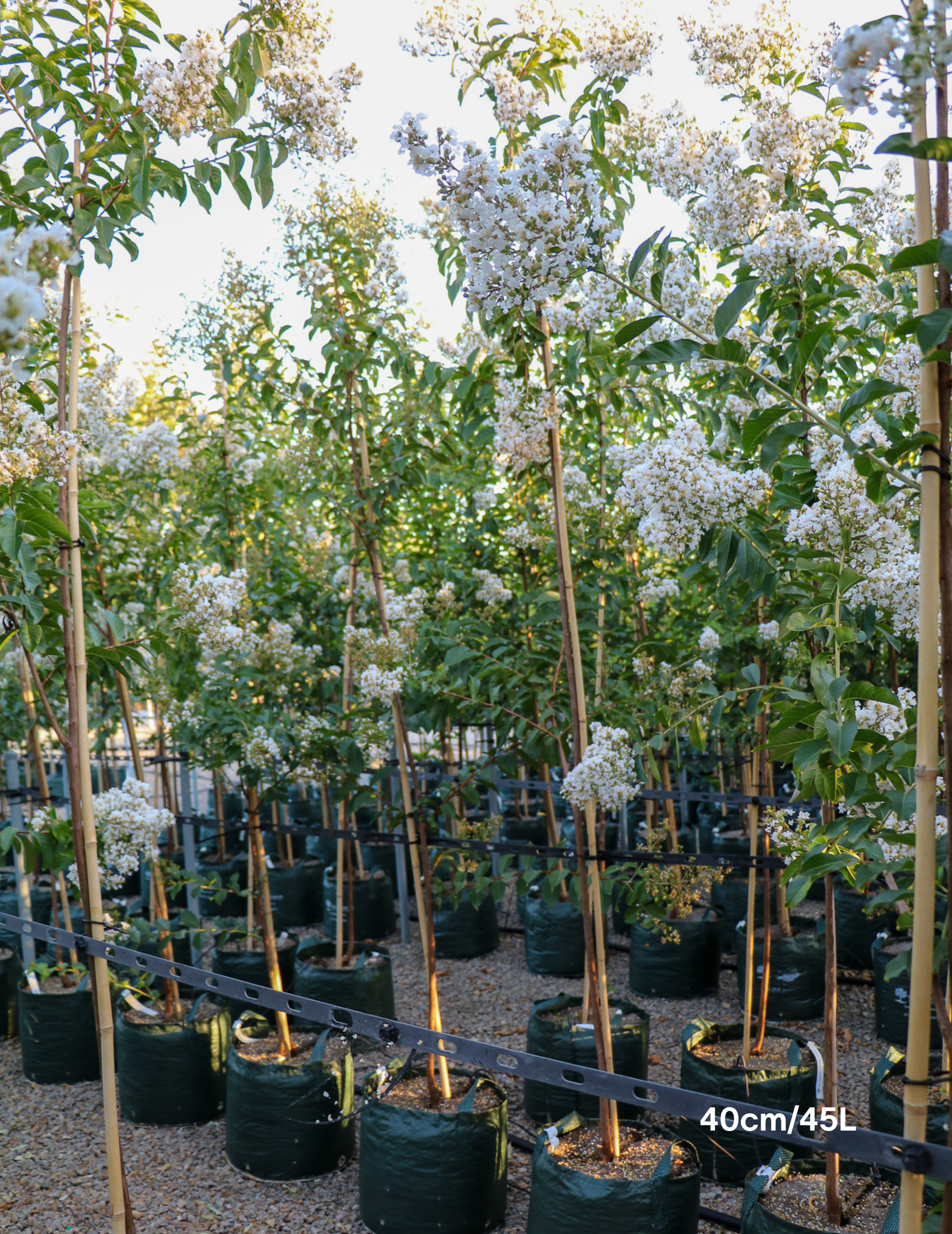 Lagerstroemia indica 'Natchez' (White) - Crepe Myrtle - Evergreen Trees Direct