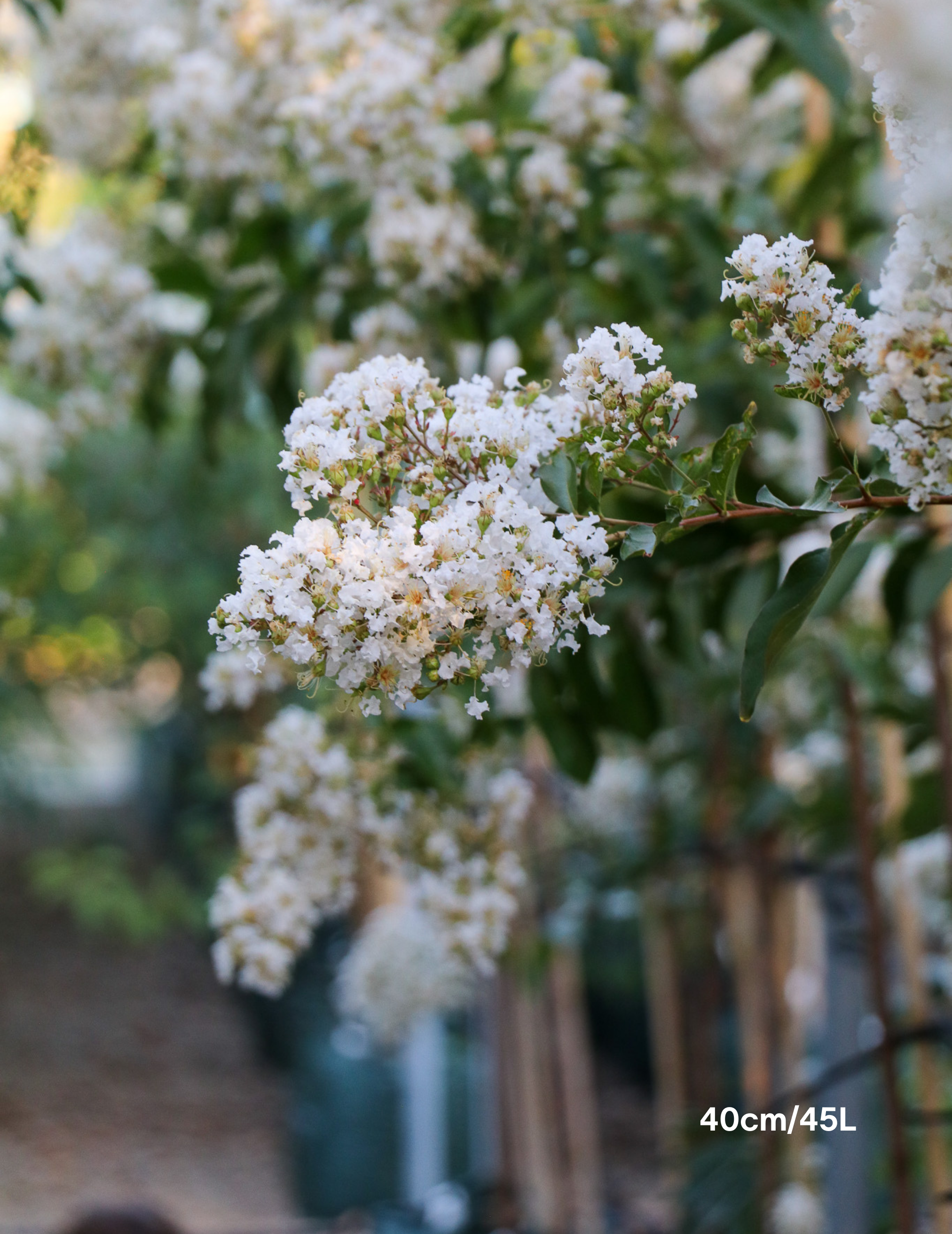Lagerstroemia indica 'Natchez' (White) - Crepe Myrtle - Evergreen Trees Direct