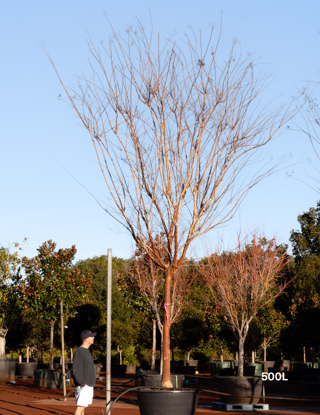 Lagerstroemia indica 'Natchez' (White) - Crepe Myrtle - Evergreen Trees Direct