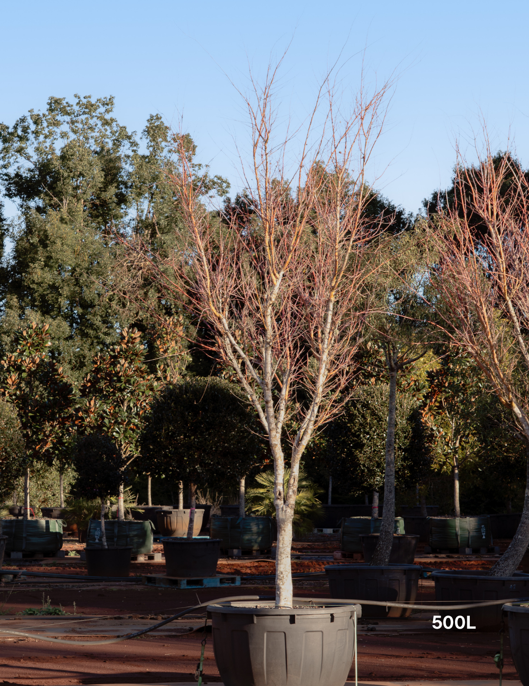 Lagerstroemia indica 'Natchez' (White) - Crepe Myrtle - Evergreen Trees Direct